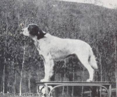 Setter Anglais ILIO DEL ROVERE Setter Anglais ILIO DEL ROVERE